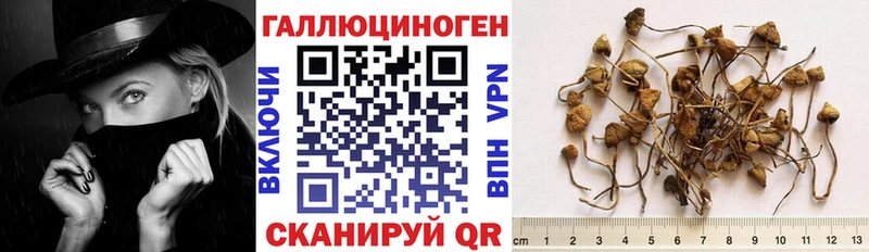 цена   Камышлов  Псилоцибиновые грибы Cubensis 