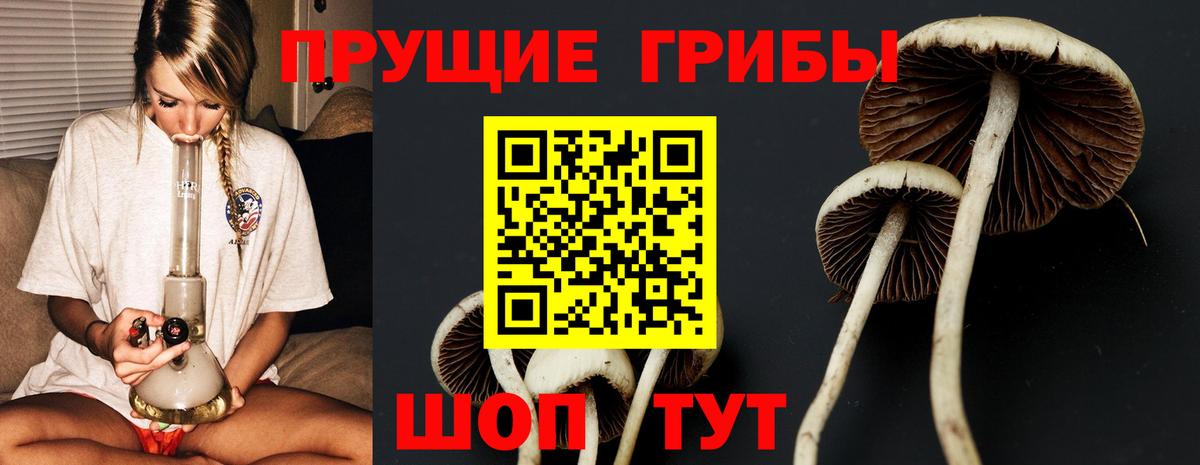 Псилоцибиновые грибы Psilocybine cubensis  Вход с VPN  Псилоцибиновые грибы MAGIC MUSHROOMS  Камышлов 